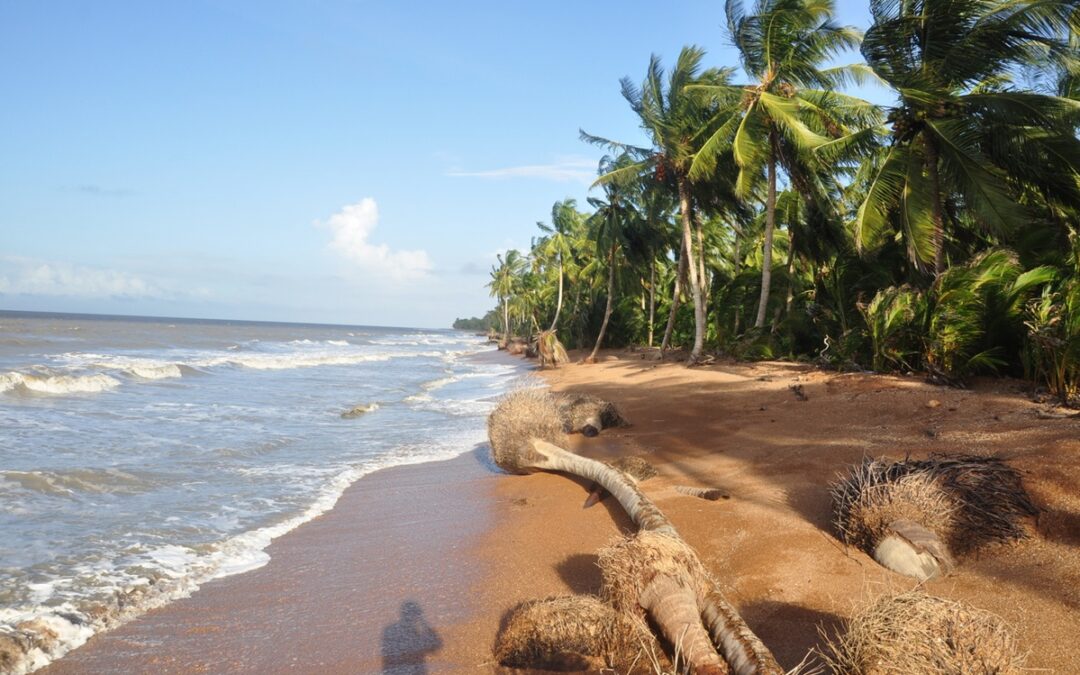 Guyana's well-known Shell Beach extends about 90 miles along undisturbed coastline in northwest Guyana.