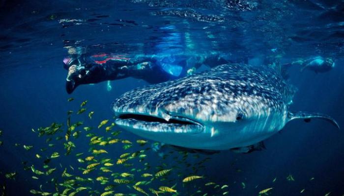 Sea of Cortez: the world’s aquarium