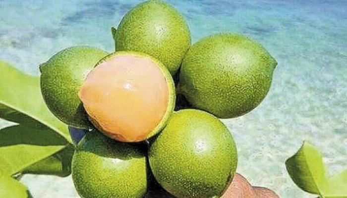 10 reasons to make the best of guinep season in Jamaica