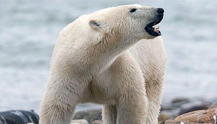Churchill, el mejor lugar en Canadá para observar osos polares