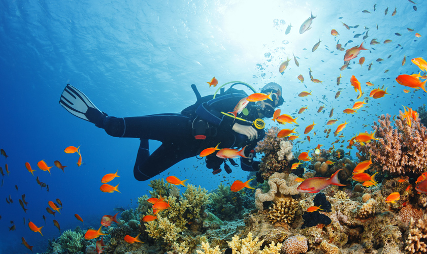 Estos son los 10 mejores destinos para bucear en el Caribe. Ya seas un buceador experimentado o un apasionado del snorkel, estos destinos te brindarán inolvidables aventuras acuáticas.